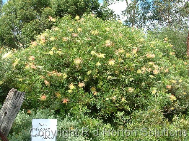 Grevillea Peaches & Cream_3